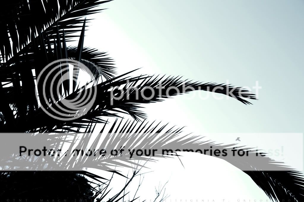 palm-tree.jpg