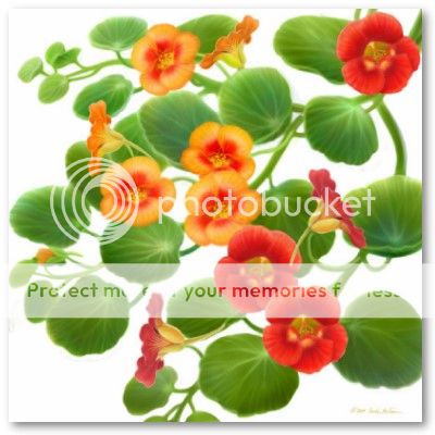 nasturtium_flower_vines_poster-p228.jpg nasturtium image by smackematdr