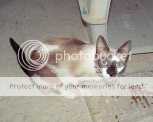 suki02.jpg