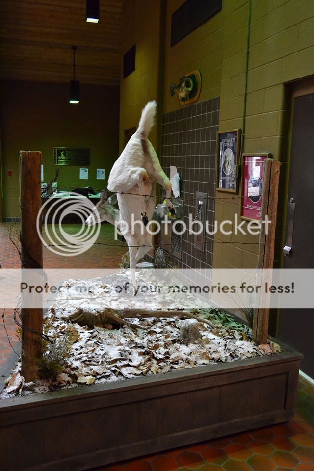 Piebald Deer mount for Pequest Hatchery Open House New Jersey Hunters