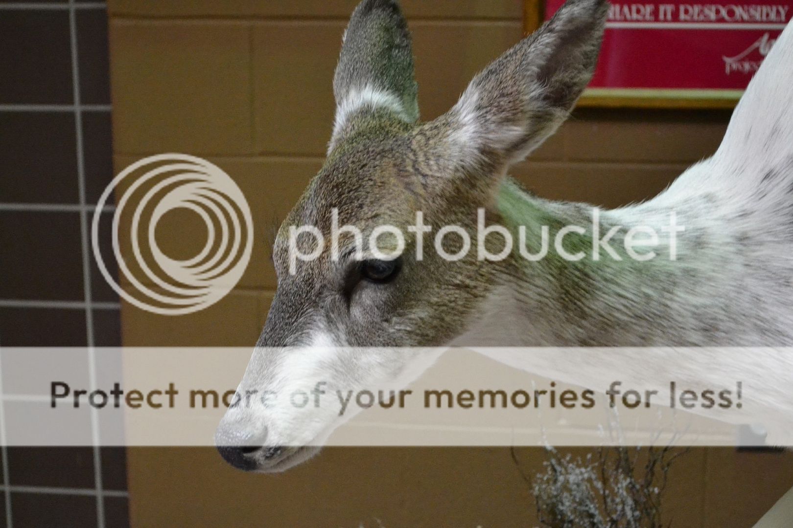 Piebald Deer mount for Pequest Hatchery Open House