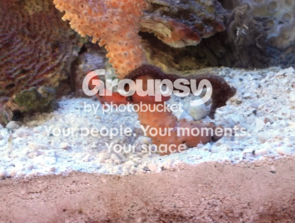 [TodoMarino.com] Esperanzados