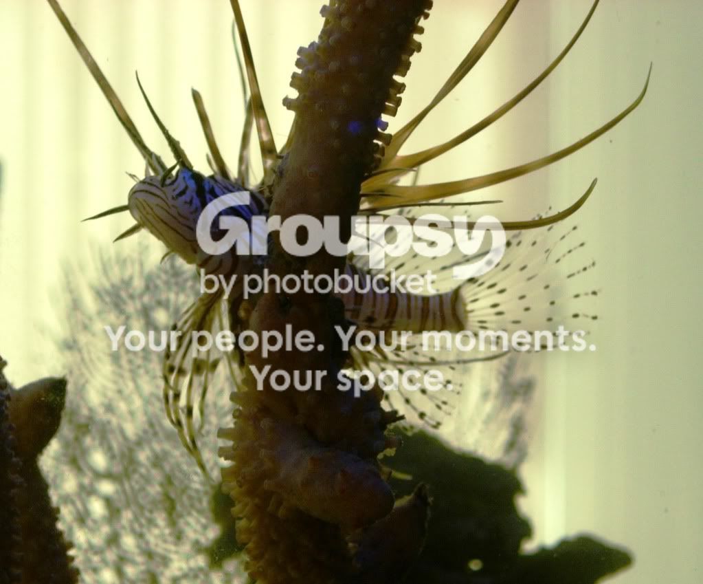 [TodoMarino.com] Pterois Volitans...