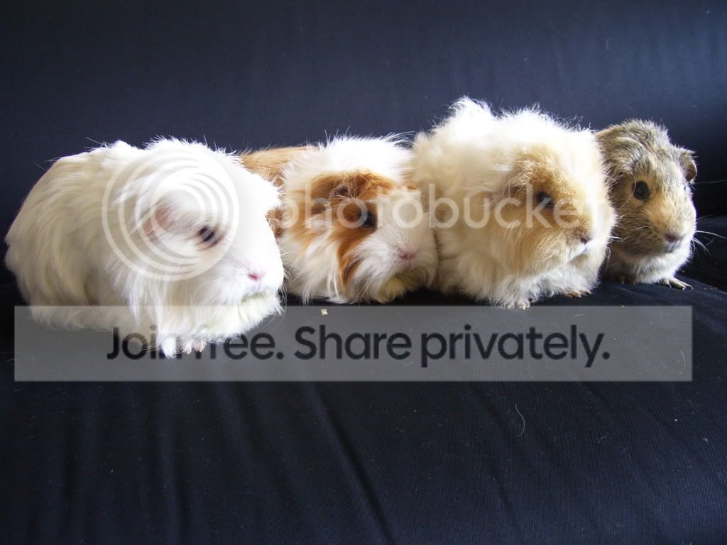 4piggies.jpg